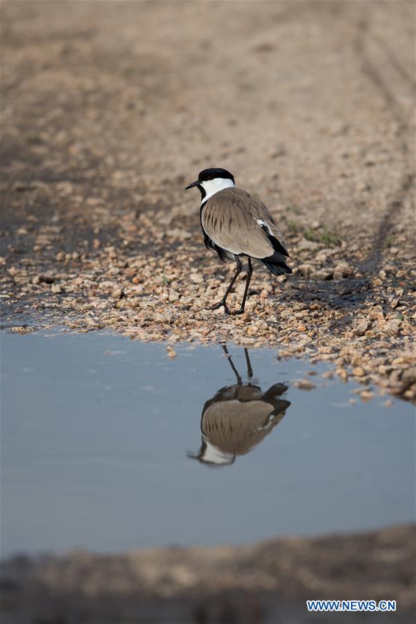 ISRAEL-HULA VALLEY-BIRD-MIGRATION