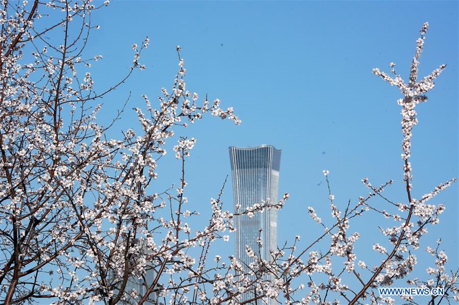 CHINA-BEIJING-FLOWERS (CN)