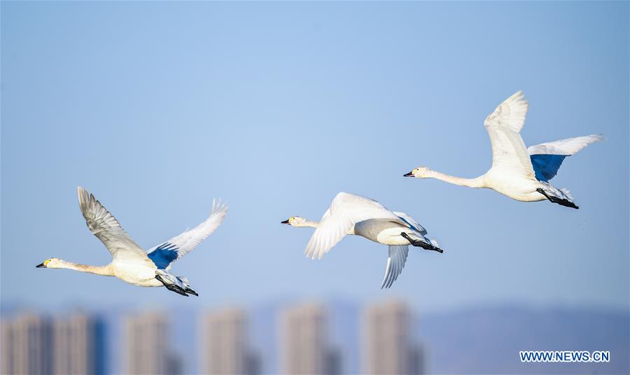 CHINA-INNER MONGOLIA-ORDOS-SWAN (CN)