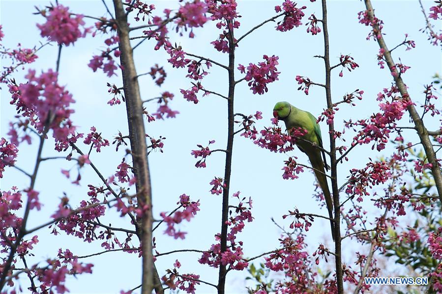 BELGIUM-BRUSSELS-SPRING