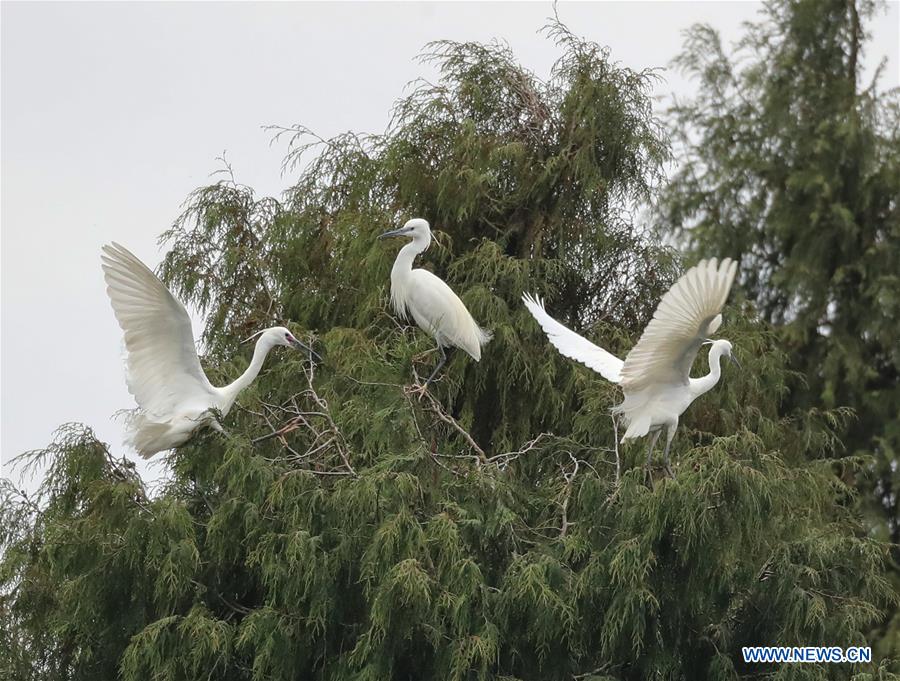 #CHINA-GUIZHOU-TONGREN-EGRET (CN)