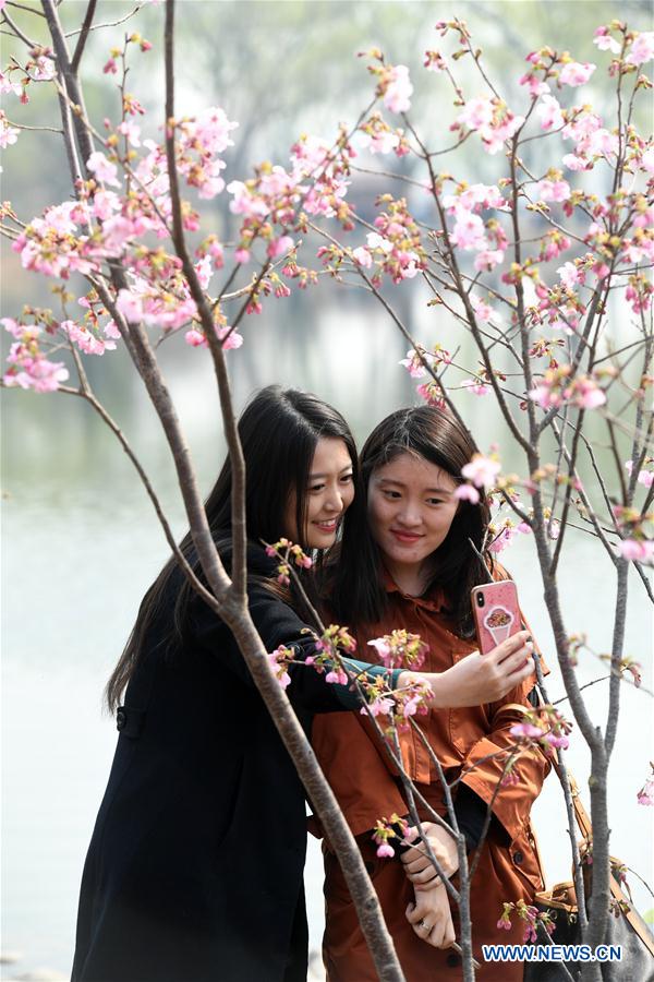 CHINA-BEIJING-YUYUANTAN PARK-CHERRY BLOSSOM (CN)