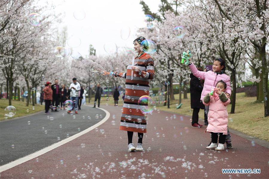 CHINA-MEISHAN-CHERRY BLOSSOMS (CN)