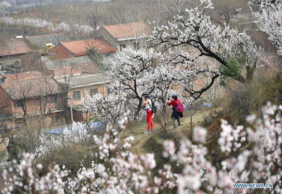 CHINA-SHAANXI-SPRING-FLOWERS (CN)