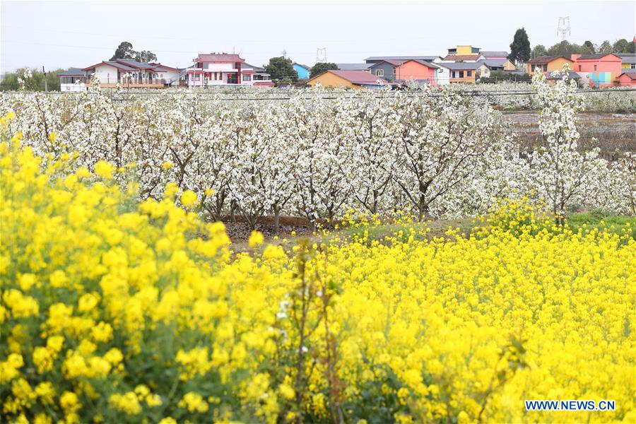 CHINA-SICHUAN-RURAL DEVELOPMENT-FLOWERS-TOURISM (CN)