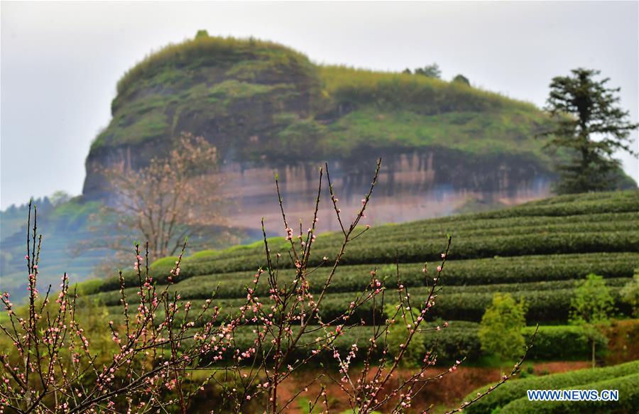 CHINA-FUJIAN-WUYISHAN-TEA GARDEN (CN)