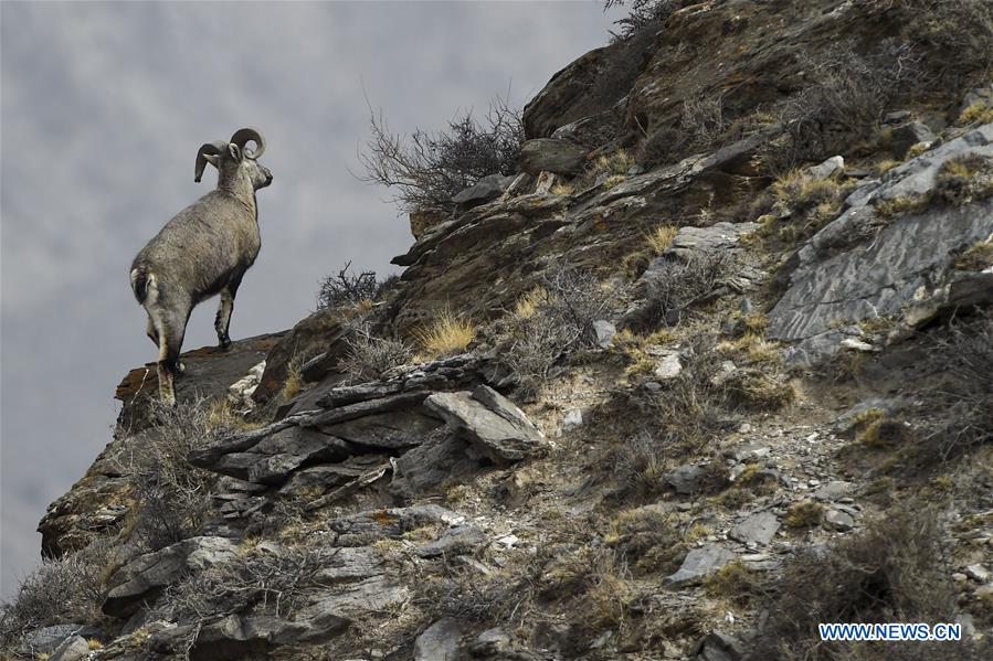 CHINA-NINGXIA-HELAN MOUNTAIN-BHARAL (CN)