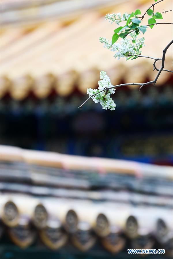 (BeijingCandid) CHINA-BEIJING-FLOWERS (CN)