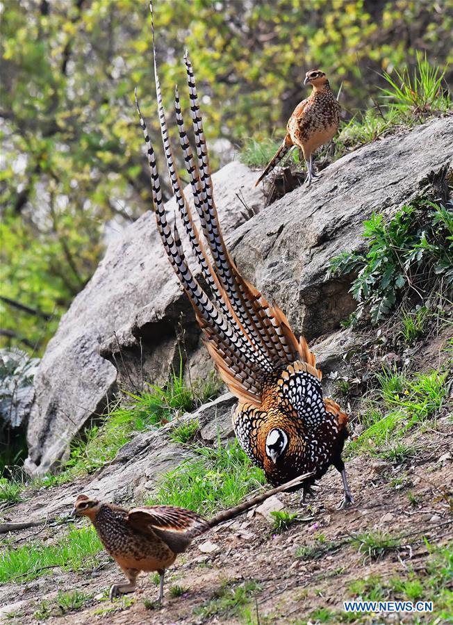 CHINA-HUBEI-WILDLIFE-REEVES'S PHEASANT (CN)