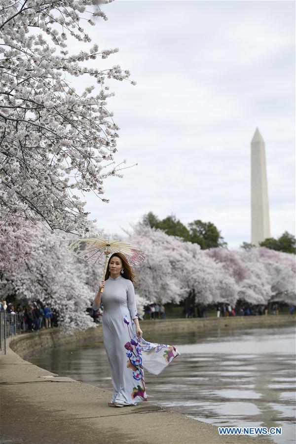 U.S.-WASHINGTON D.C.-CHERRY BLOSSOM