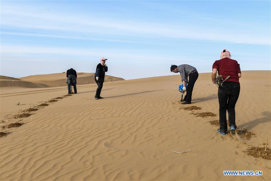 CHINA-INNER MONGOLIA-ORDOS-SALIX PLANTING (CN)