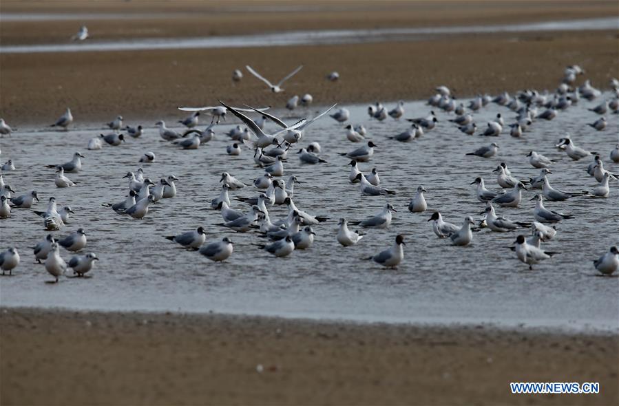 CHINA-QINHUANGDAO-MIGRATORY BIRDS (CN)