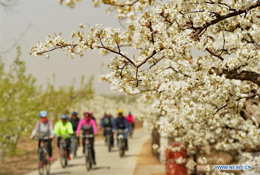 CHINA-SUNING-PEAR BLOSSOMS (CN)