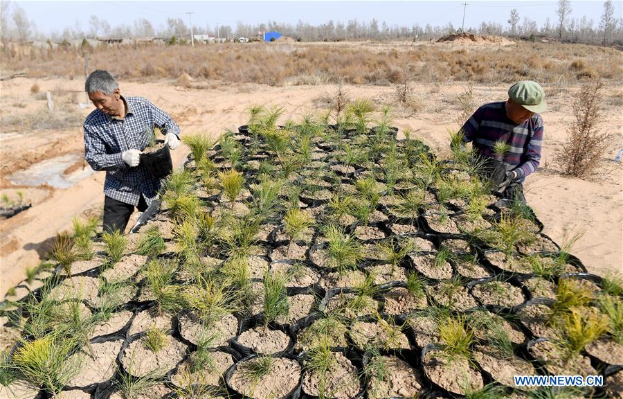 CHINA-SHAANXI-YULIN-AFFORESTATION (CN)