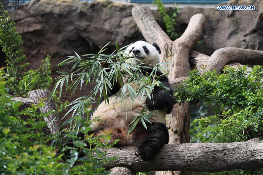 U.S.-CALIFORNIA-SAN DIEGO ZOO-PANDA-FAREWELL