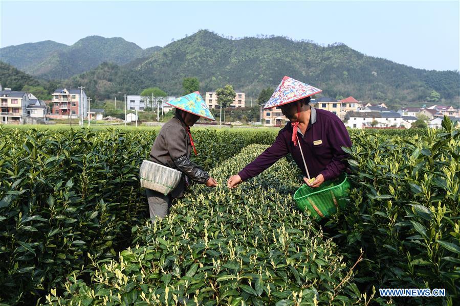 CHINA-ZHEJIANG-JIANDE-TEA (CN)