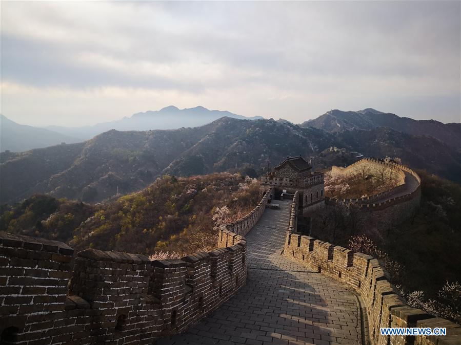 (Beijingcandid)CHINA-BEIJING-GREAT WALL-SPRING SCENERY (CN)