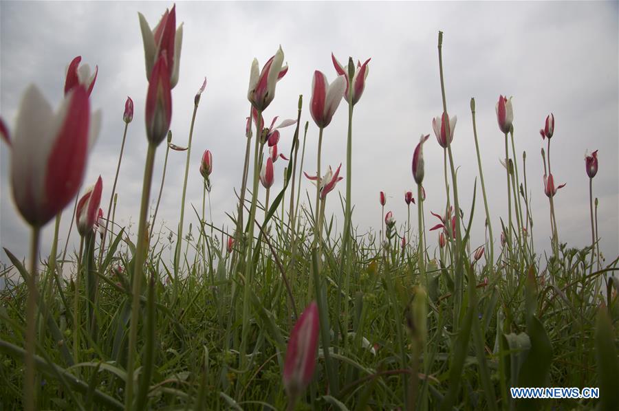 KASHMIR-SRINAGAR-SCENERY-WILD FLOWERS 