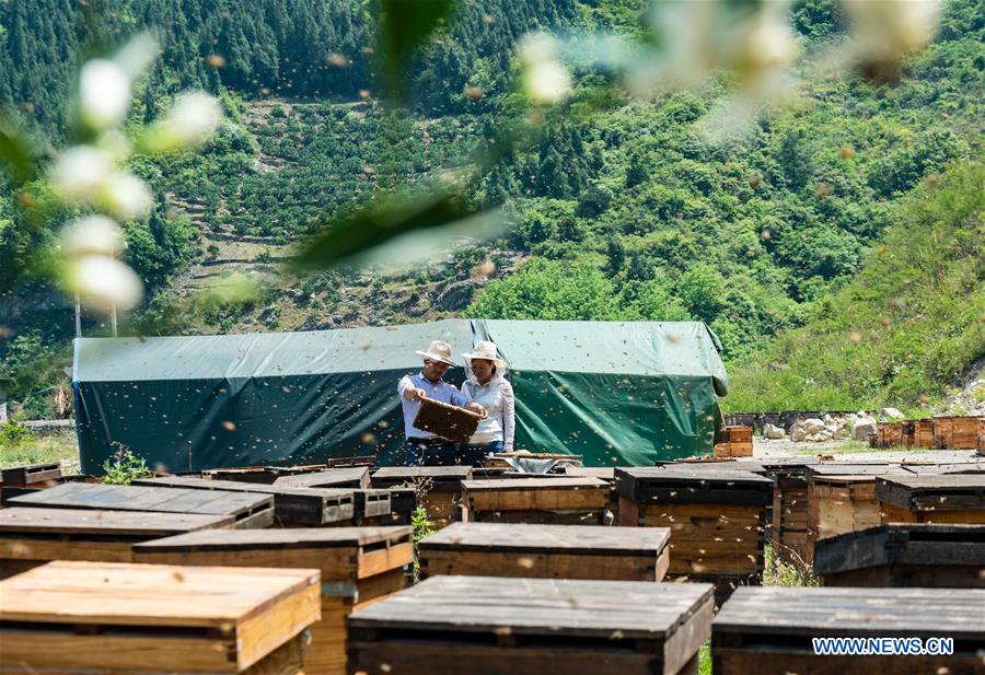 #CHINA-HUBEI-YICHANG-ECONOMY-BEE-HONEY (CN)