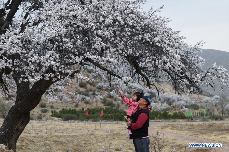 CHINA-INNER MOGOLIA-APRICOT FLOWER-TOURISM (CN)