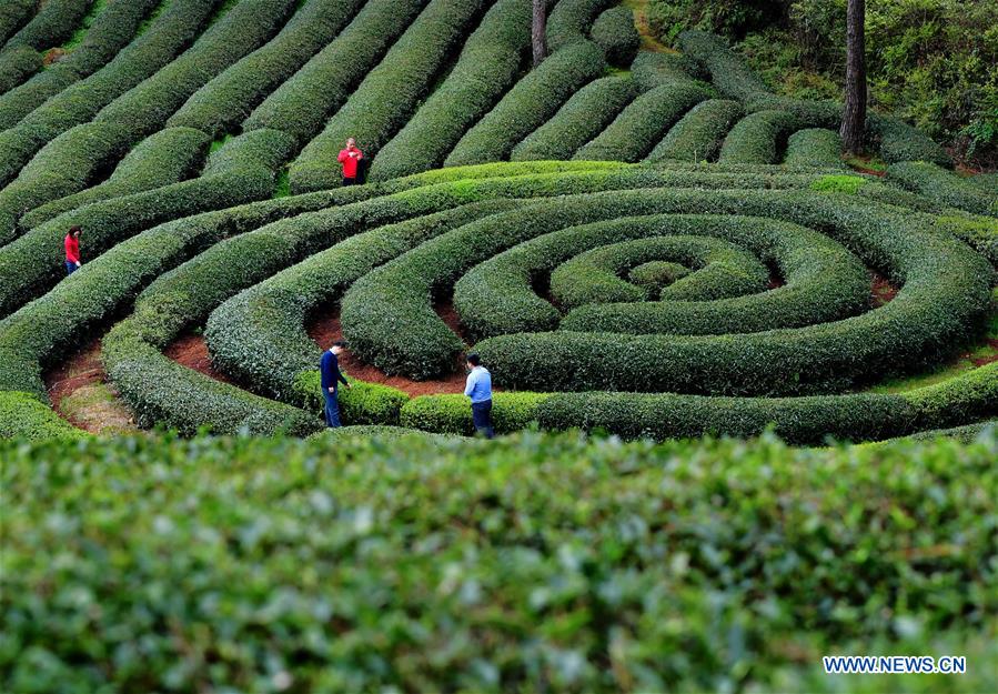 Xinhua Headlines: Technology counselors aid poverty alleviation 