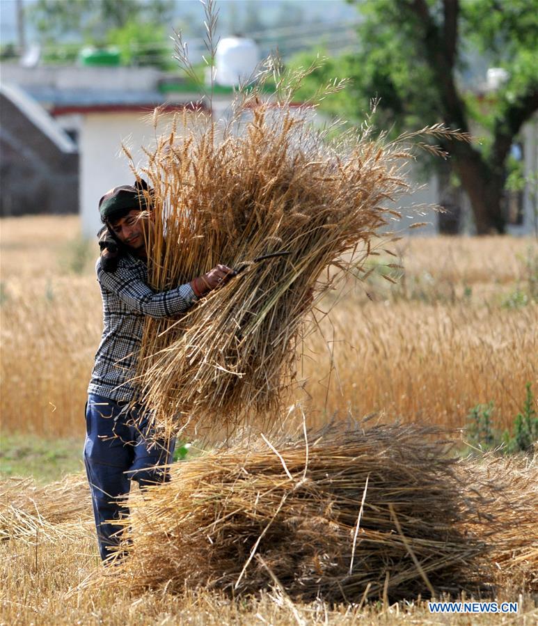 KASHMIR-JAMMU-WHEAT HARVEST