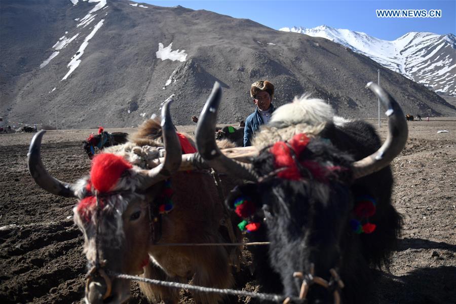 CHINA-TIBET-XIGAZE-FARMING (CN)