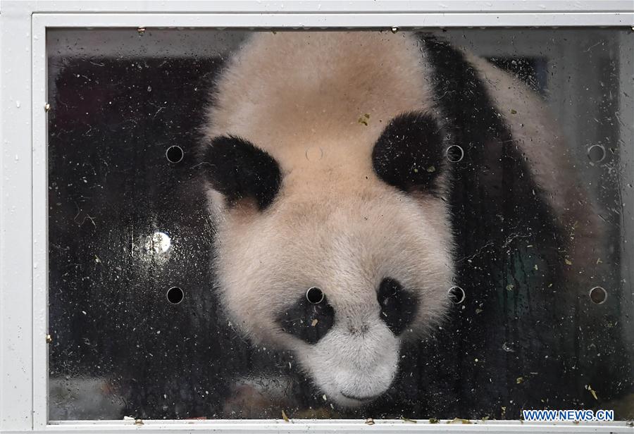 CHINA-SICHUAN-RUSSIA-GIANT PANDA (CN)