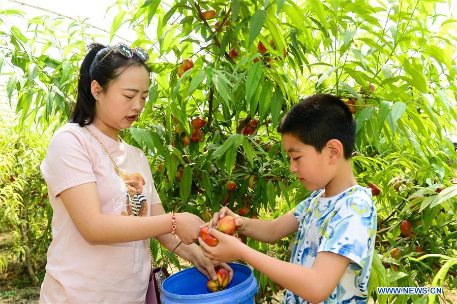 CHINA-XINJIANG-TURPAN-FRUIT-HARVEST (CN)