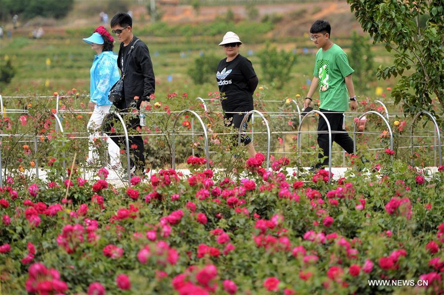 CHINA-YUNNAN-ROSE VALLEY (CN)