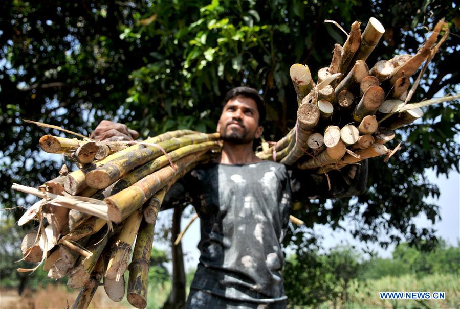 KASHMIR-JAMMU-SUGARCANE