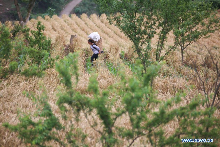 #CHINA-GUIZHOU-BIJIE-WHEAT-HARVEST (CN)