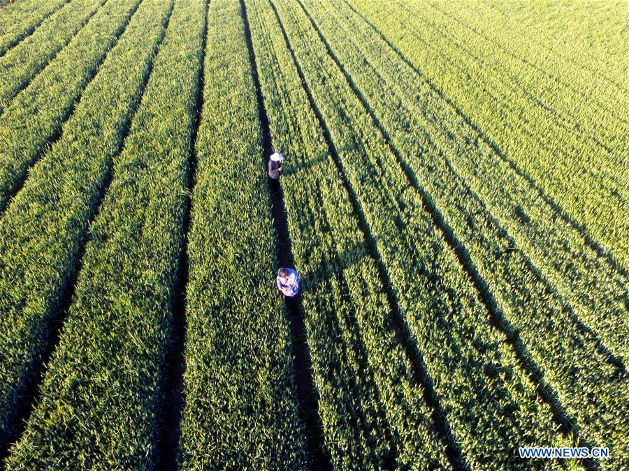 #CHINA-WHEAT-HARVEST (CN)