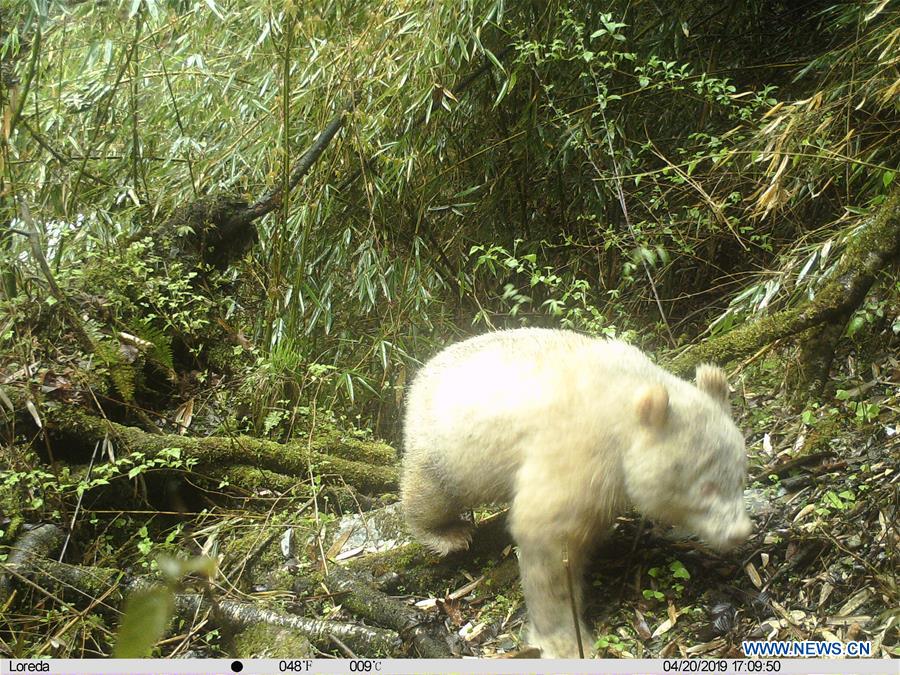 CHINA-SICHUAN-ALL-WHITE PANDA (CN)