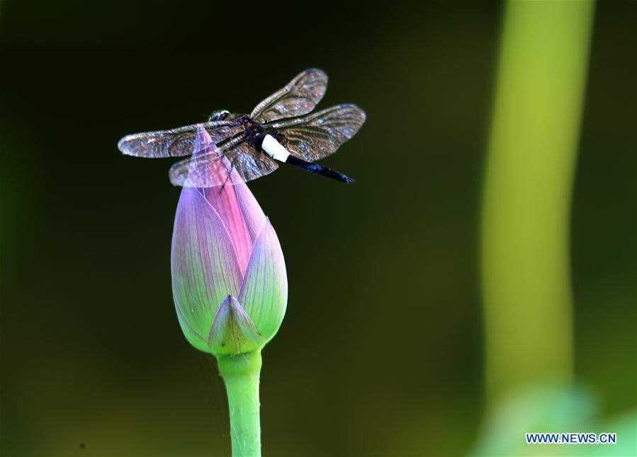 #CHINA-ANHUI-SUMMER-LOTUS (CN)