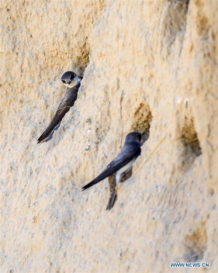 CHINA-BAICHENG-ANIMAL-BANK SWALLOW (CN)