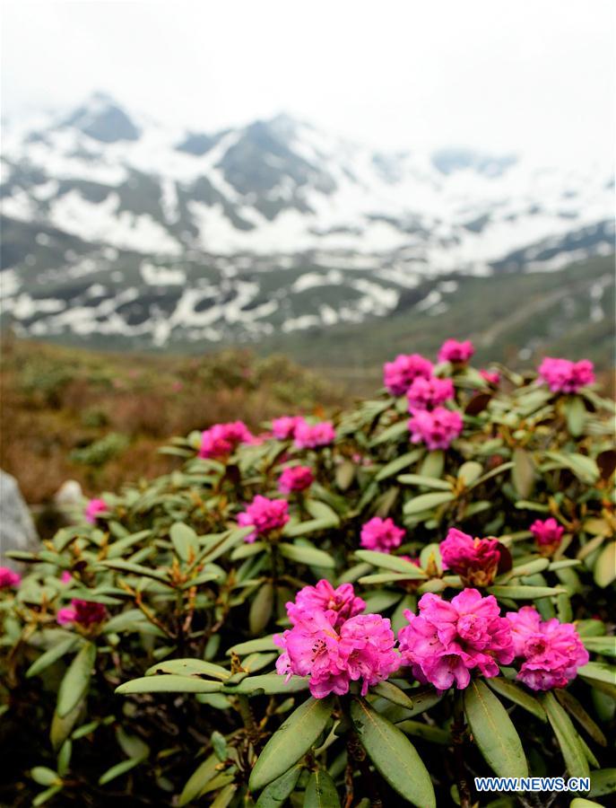 (InTibet)CHINA-TIBET-ECOLOGICAL PROTECTION (CN)