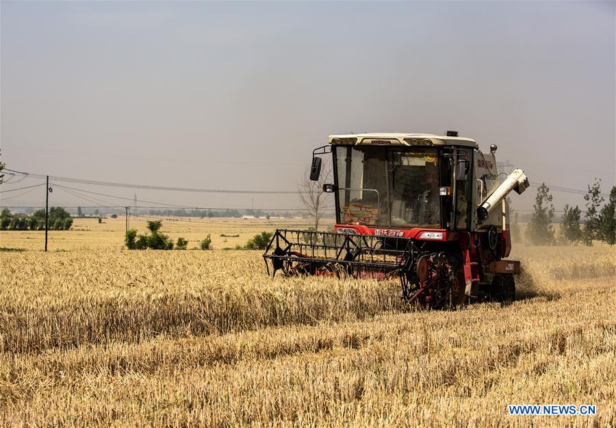 #CHINA-WHEAT-HARVEST (CN)