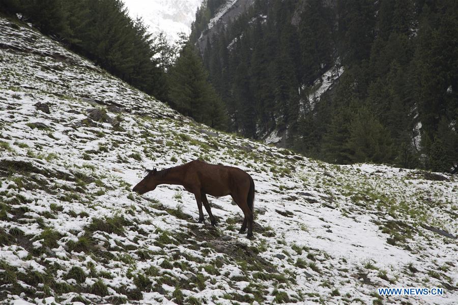 KASHMIR-SRINAGAR-SNOWFALL