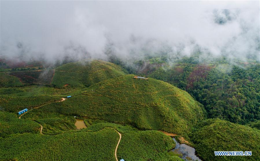 CHINA-YUNNAN-BULANG MOUNTAIN-TEA INDUSTRY (CN)