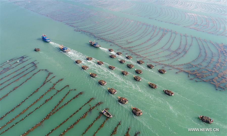 #CHINA-SHANDONG-RONGCHENG-KELP HARVEST (CN)