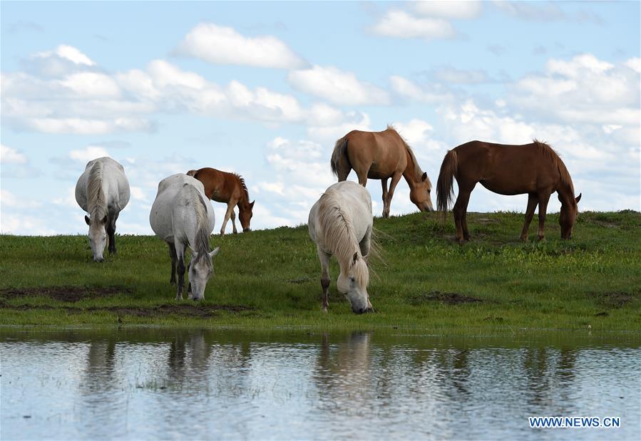 CHINA-GANSU-MAQU-HEQU HORSES (CN)