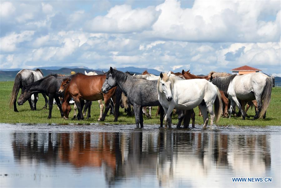 CHINA-GANSU-MAQU-HEQU HORSES (CN)