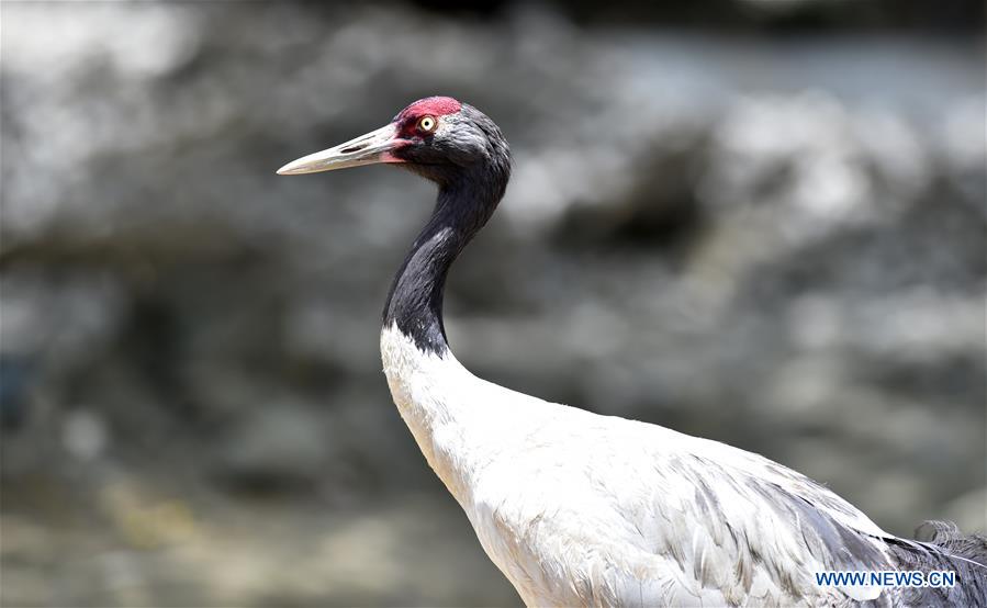 CHINA-XIGAZE-TASHILUNPO MONASTERY-MIGRATORY BIRDS (CN)