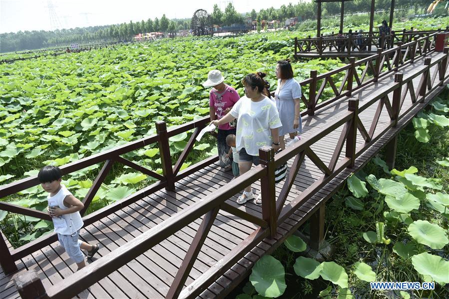 CHINA-HEBEI-LOTUS-TOURISM (CN)