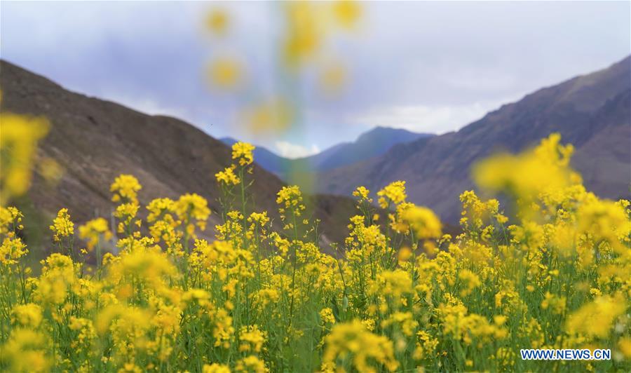 CHINA-TIBET-COLE FLOWERS (CN)