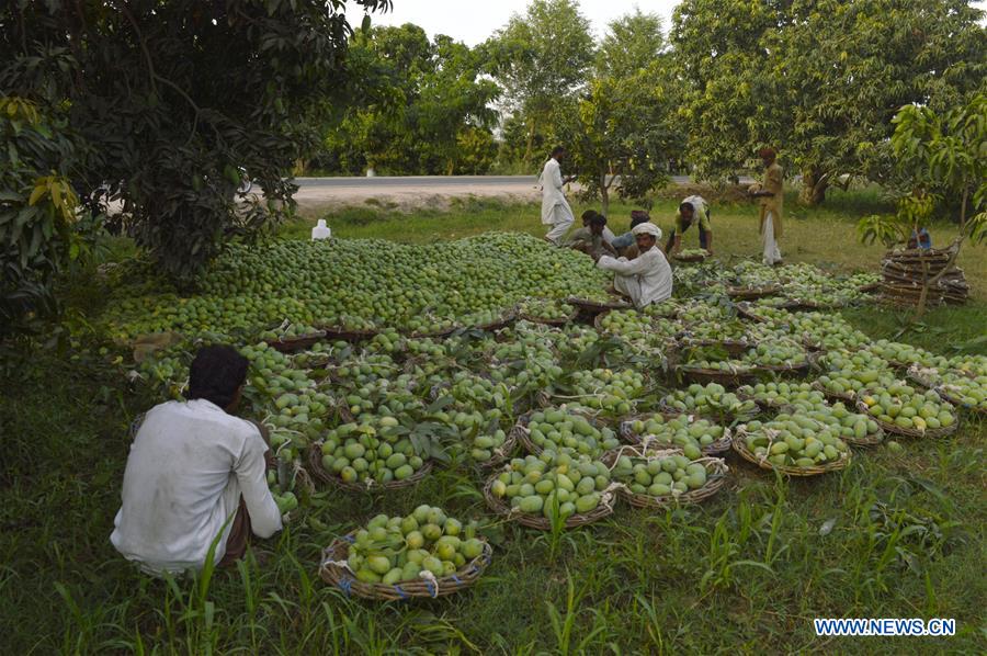 PAKISTAN-MULTAN-MANGO-HARVEST