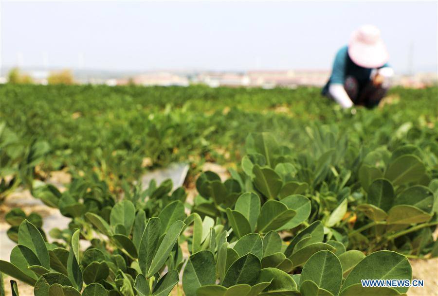 #CHINA-LESSER HEAT-FARMING (CN)