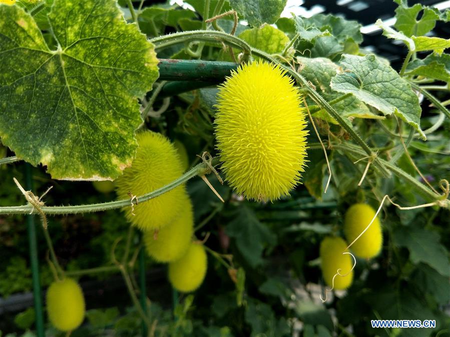 (BeijingCandid)CHINA-BEIJING-HORTICULTURAL EXPO (CN)