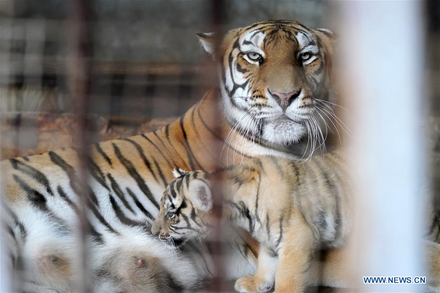 CHINA-HEILONGJIANG-SIBERIAN TIGER CUB (CN)